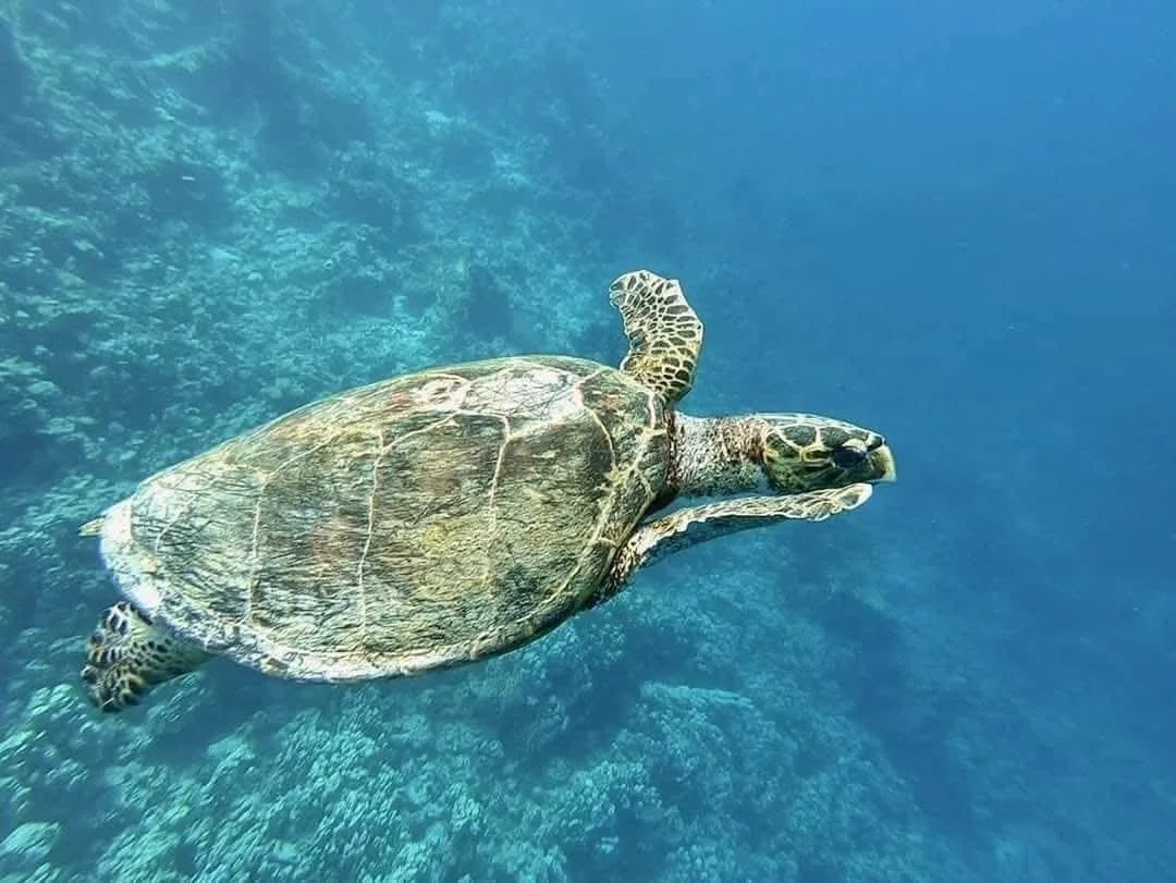 Tartaruga nel Mar Rosso